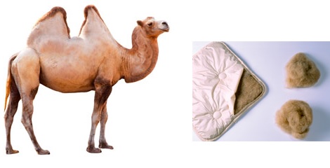 Kameel haar dekbed s nachts koud overdag bloedheet in de woestijn goede vochtopname kameelhaar bedklimaat.jpg